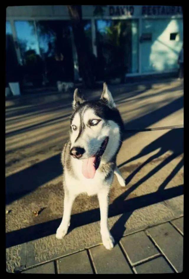 狂犬病的常见误区，你中招了吗？如何预防狂犬病发生？ 狂犬病 如何预防狂犬病 第4张