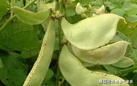 什么蔬菜吃了能去湿气？  什么蔬菜吃了能去湿气 第2张