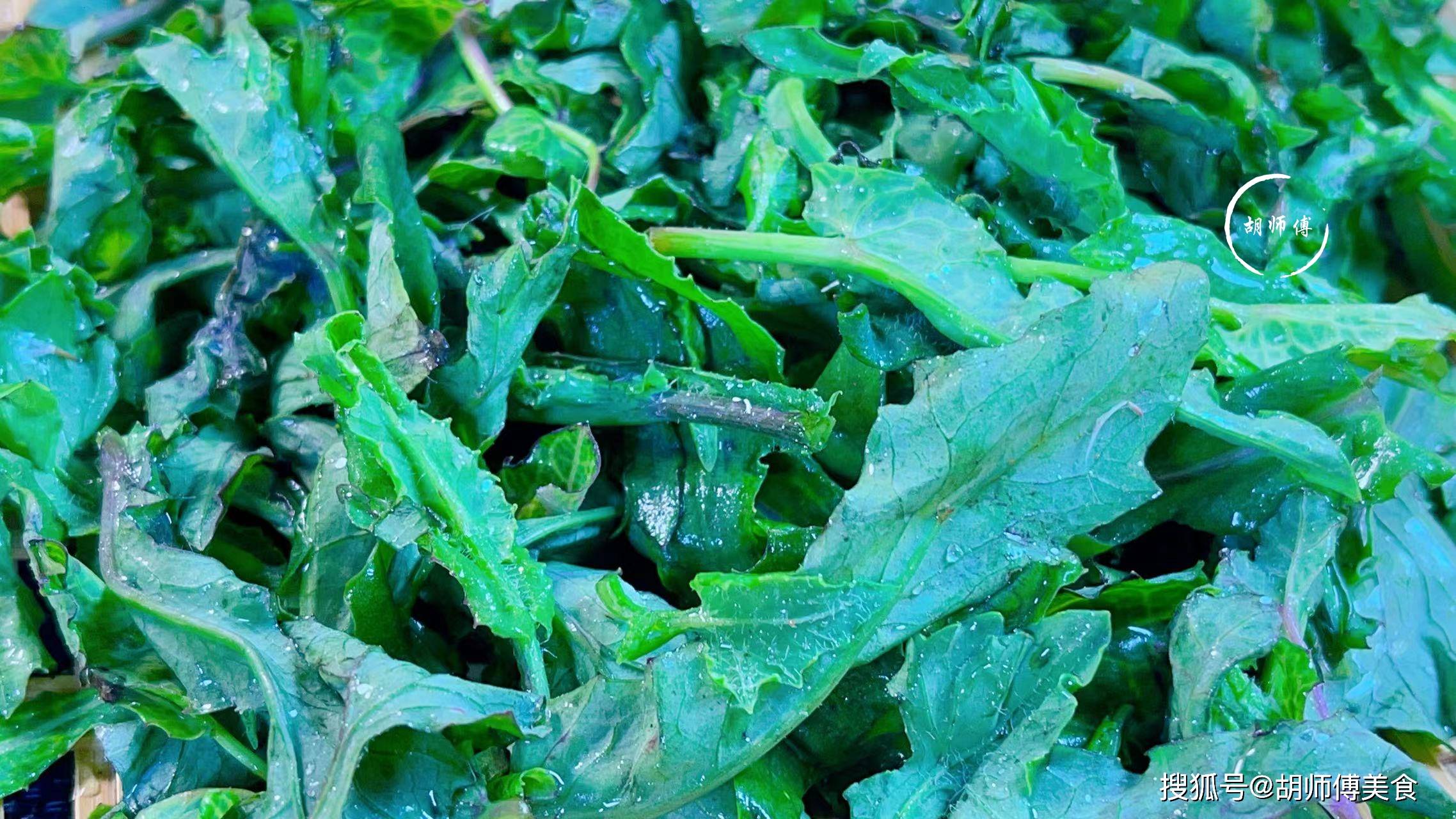 夏天，吃一点红，一排毒，二利尿，三消炎，还是“铁打药”  野草 一点红 第3张