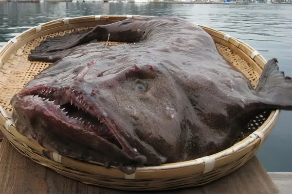罕见深海生物冲上沙滩 又丑又凶又怪：日本却奉为顶级美食 深海生物 第2张