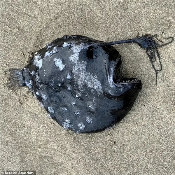 罕见深海生物冲上沙滩 又丑又凶又怪：日本却奉为顶级美食 深海生物 第1张