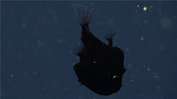 罕见深海生物冲上沙滩 又丑又凶又怪：日本却奉为顶级美食 深海生物 第3张