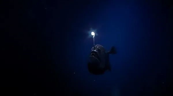 罕见深海生物冲上沙滩 又丑又凶又怪：日本却奉为顶级美食 深海生物 第4张