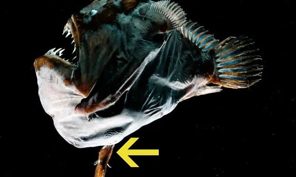 罕见深海生物冲上沙滩 又丑又凶又怪：日本却奉为顶级美食 深海生物 第7张