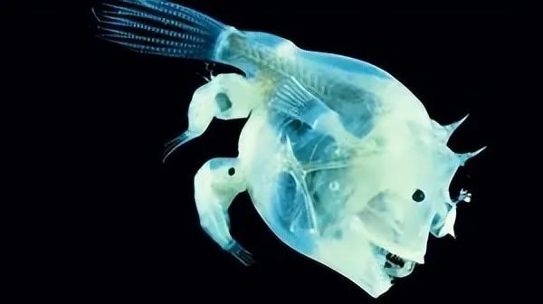 罕见深海生物冲上沙滩 又丑又凶又怪：日本却奉为顶级美食 深海生物 第8张