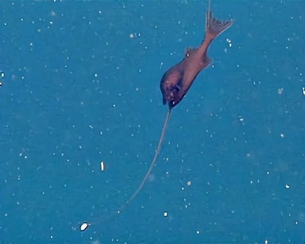 罕见深海生物冲上沙滩 又丑又凶又怪：日本却奉为顶级美食 深海生物 第9张