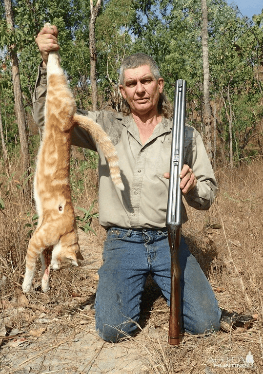 为何澳洲野猫泛滥，仍旧爆发鼠灾？不仅是天灾，也有人祸  野猫 鼠灾 第3张