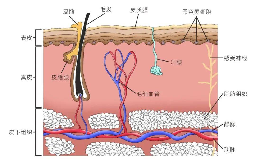 三项研究告诉你，为什么运动能帮人青春常驻  运动能帮人青春常驻 第5张