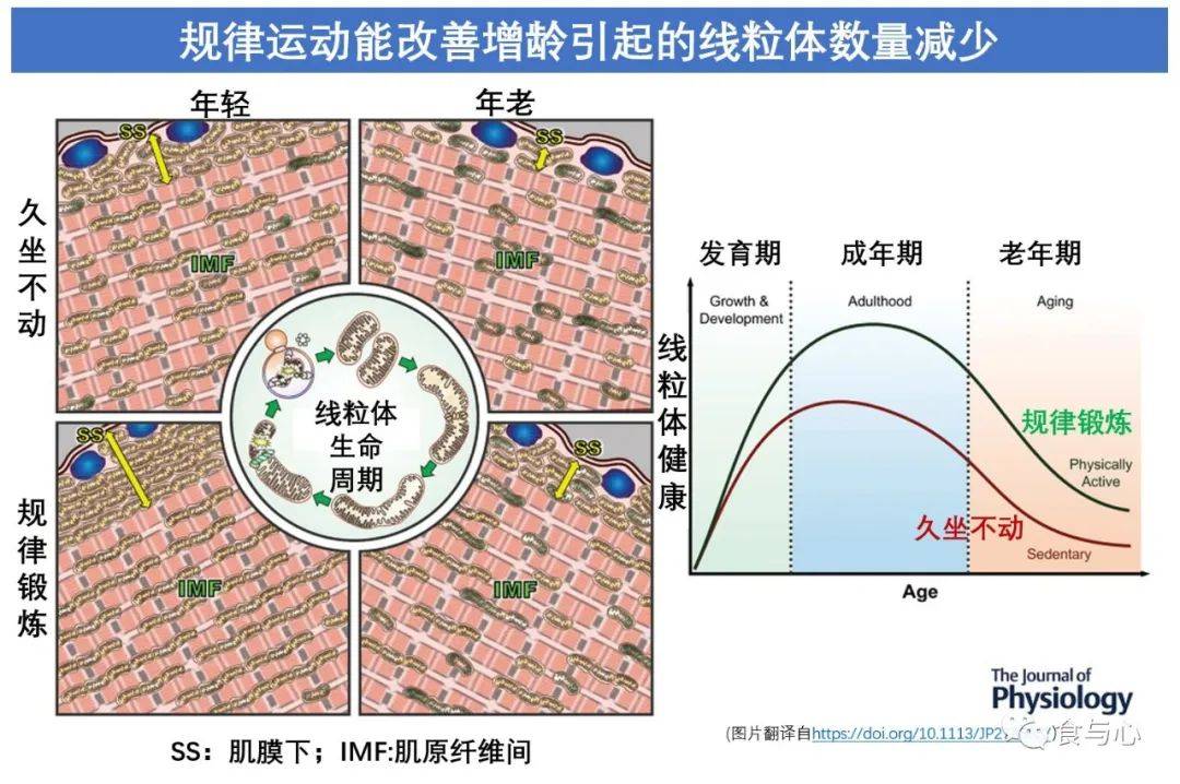 三项研究告诉你，为什么运动能帮人青春常驻  运动能帮人青春常驻 第9张
