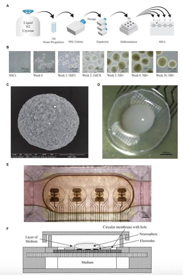 全球首台生物计算机启用！人脑类器官驱动、能耗节省百万倍 生物计算机启用 第2张