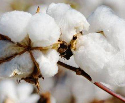 古代没有出现棉花之前 古人冬天都用什么保暖抗寒（真没想到） 第2张