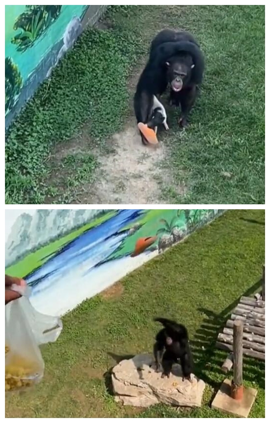 猩猩捡鞋不还：饲养员来了立马认怂 猩猩捡鞋不还 第2张
