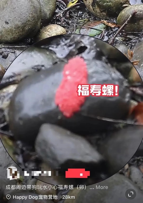 福寿螺寄生虫多达6000条,吃后可致痴呆，那如何区分福寿螺和田螺 如何区分福寿螺和田螺 第2张