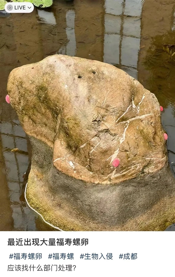 福寿螺寄生虫多达6000条,吃后可致痴呆，那如何区分福寿螺和田螺 如何区分福寿螺和田螺 第3张