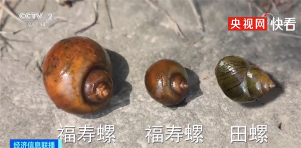 福寿螺寄生虫多达6000条,吃后可致痴呆，那如何区分福寿螺和田螺 如何区分福寿螺和田螺 第4张