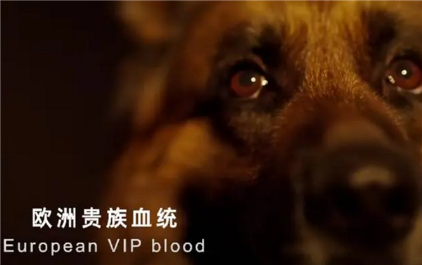 简单高效！只有中国人才能看懂的散装英文 网友直呼越看越上头  散装英文 第2张