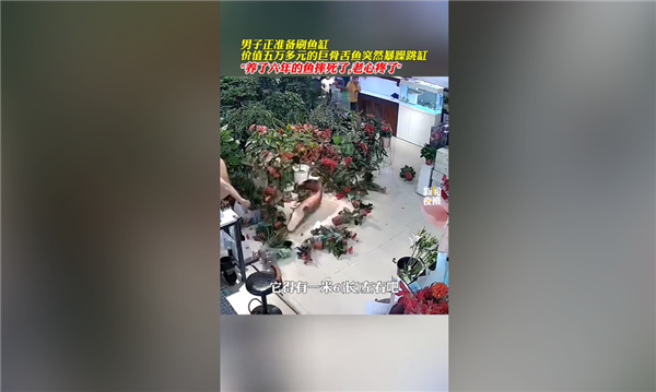 价值5万多：养了6年的巨骨舌鱼把自己摔死了 体长近1米6 巨骨舌鱼把自己摔死 第1张