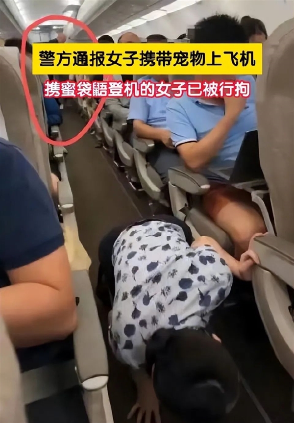 女子偷偷带蜜袋鼠上飞机：舱内乱窜丢失、所有乘客下机 蜜袋鼠 飞机 第1张