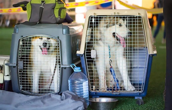 女子偷偷带蜜袋鼠上飞机：舱内乱窜丢失、所有乘客下机 蜜袋鼠 飞机 第4张