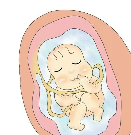 判断脐带绕颈，危及宝宝时刻  脐带绕颈 第2张