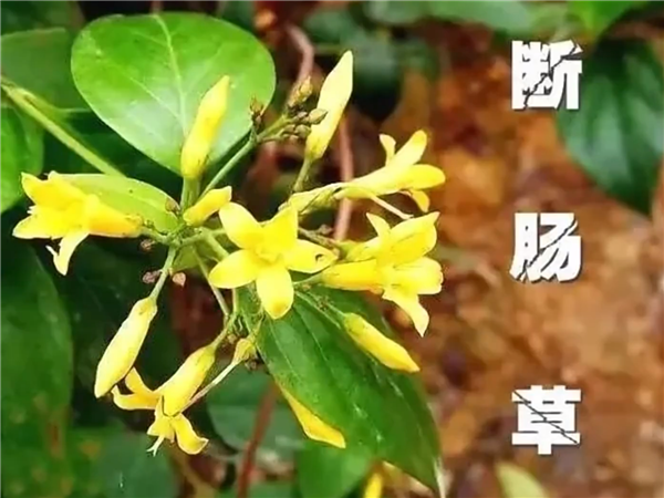 又是断肠草惹祸！广东一家五口喝汤中毒：2人送进ICU 断肠草 第1张