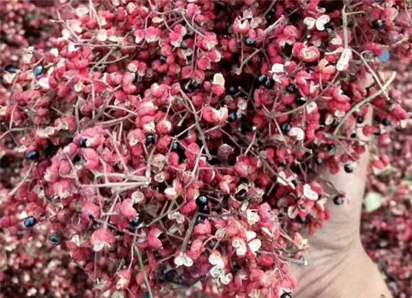 花椒味那么奇怪：为什么古代最高级别的宠爱会叫“椒房之宠” 椒房之宠 第13张