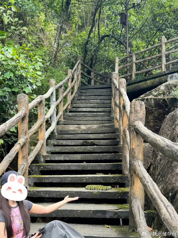 女子路遇超级国宝“莽山烙铁头”近距离合照 博主怒斥：无知又愚昧 莽山烙铁头 合照 第2张