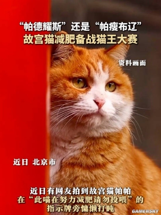 御猫也得做身材管理：故宫猫减肥备战猫王大赛 御猫 身材管理 第2张