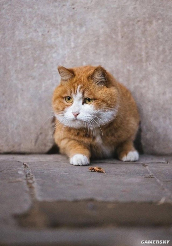 御猫也得做身材管理：故宫猫减肥备战猫王大赛 御猫 身材管理 第4张