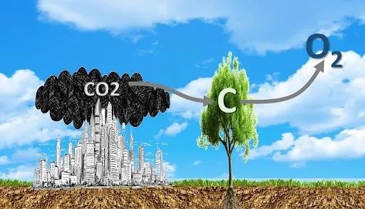 谷歌和微软们结盟 结果就是为了种个树 谷歌 微软 第8张