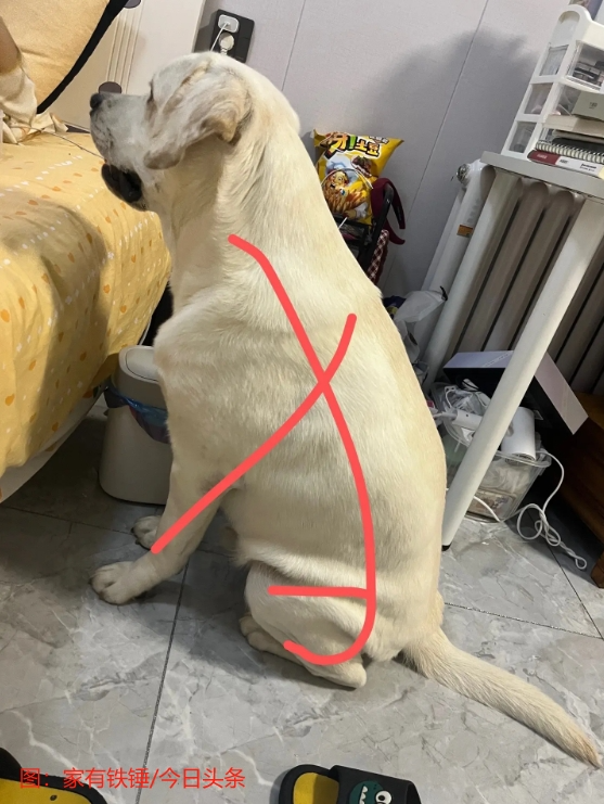 为什么古人造了“犬”字 又要造个“狗”字？ 犬 狗 第2张