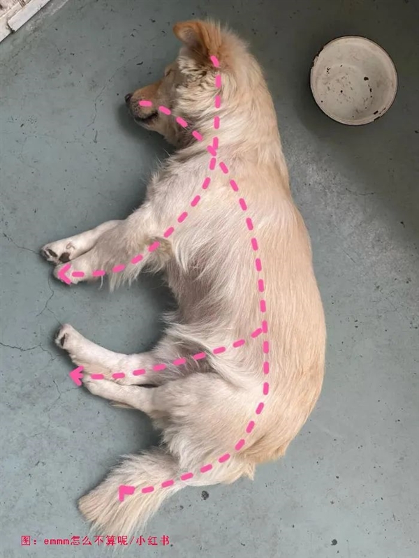 为什么古人造了“犬”字 又要造个“狗”字？ 犬 狗 第1张