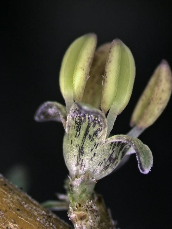 一种能结“宝石”的植物蛋白石莓火了 蛋白石莓 第3张