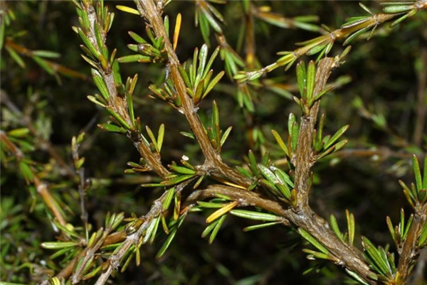 一种能结“宝石”的植物蛋白石莓火了 蛋白石莓 第2张