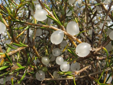 一种能结“宝石”的植物蛋白石莓火了 蛋白石莓 第6张