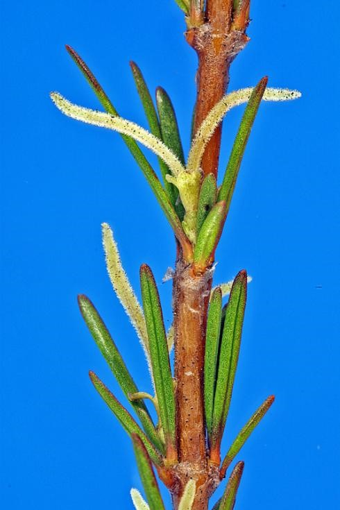 一种能结“宝石”的植物蛋白石莓火了 蛋白石莓 第4张