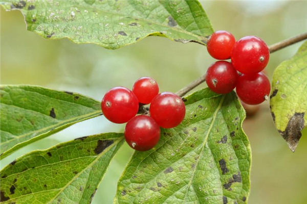 一种能结“宝石”的植物蛋白石莓火了 蛋白石莓 第8张
