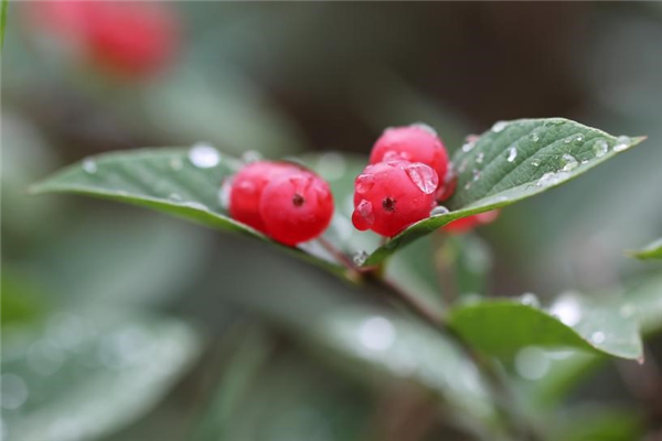 一种能结“宝石”的植物蛋白石莓火了 蛋白石莓 第9张