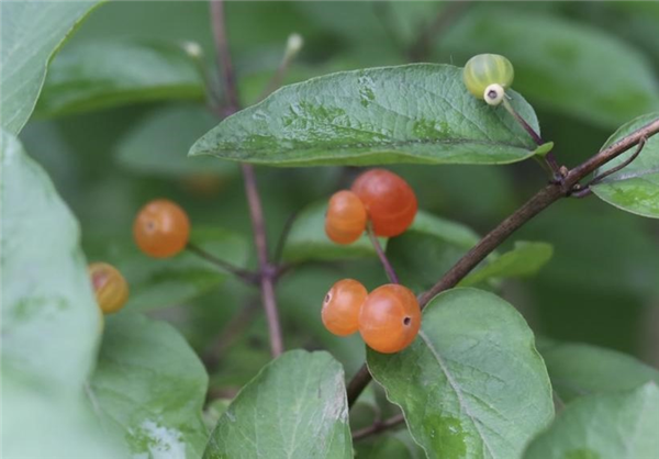 一种能结“宝石”的植物蛋白石莓火了 蛋白石莓 第10张