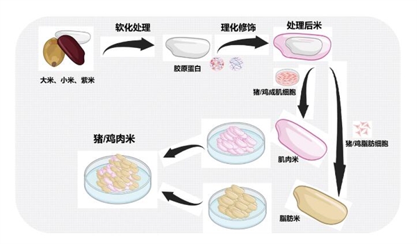 高科技！不用养猪，米里含肉！我国鸡肉米、猪肉米研发成功 鸡肉米 猪肉米 第3张