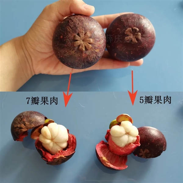 “果中皇后”山竹 虽然好吃但营养价值一般 热量还很高 山竹 第2张