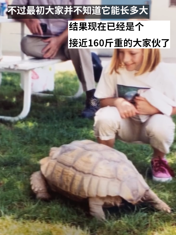 小姐姐养了20多年的龟龟成了大网红！网友：感觉它能送走几代人 乌龟 网红 第3张