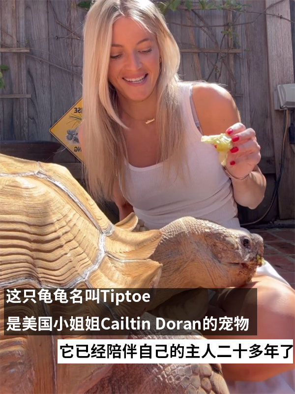 小姐姐养了20多年的龟龟成了大网红！网友：感觉它能送走几代人 乌龟 网红 第2张
