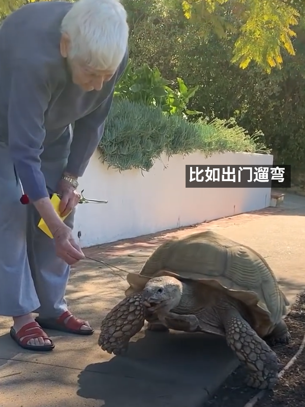 小姐姐养了20多年的龟龟成了大网红！网友：感觉它能送走几代人 乌龟 网红 第7张