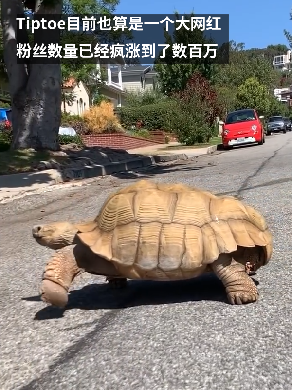 小姐姐养了20多年的龟龟成了大网红！网友：感觉它能送走几代人 乌龟 网红 第5张