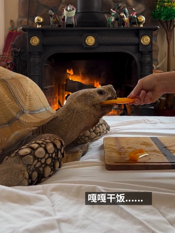 小姐姐养了20多年的龟龟成了大网红！网友：感觉它能送走几代人 乌龟 网红 第9张