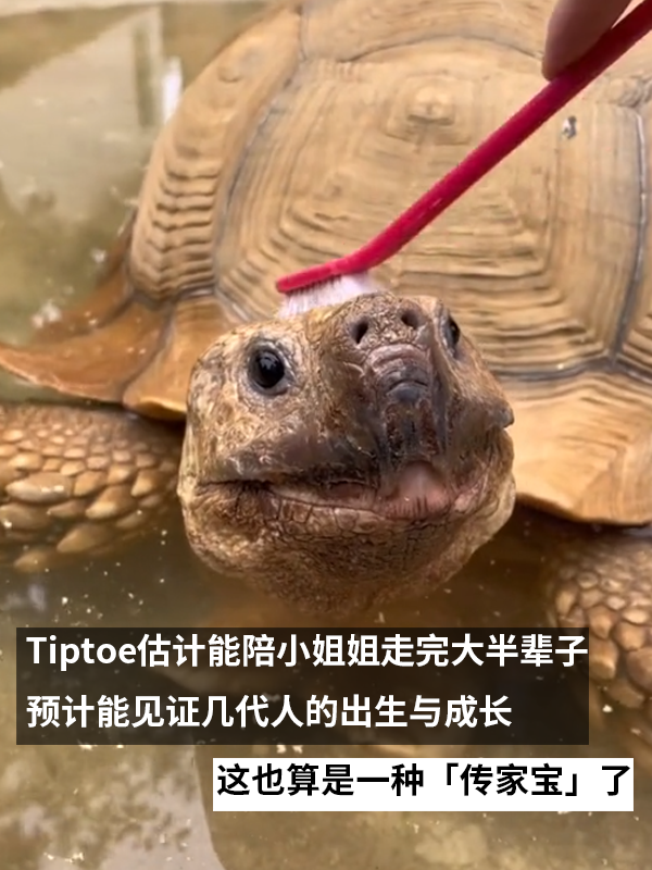 小姐姐养了20多年的龟龟成了大网红！网友：感觉它能送走几代人 乌龟 网红 第11张