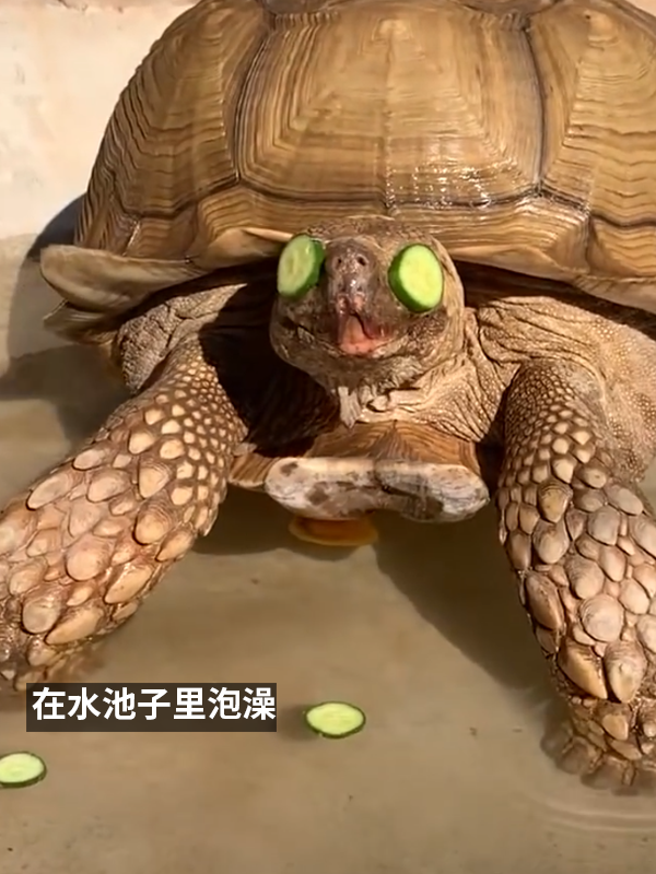 小姐姐养了20多年的龟龟成了大网红！网友：感觉它能送走几代人 乌龟 网红 第8张