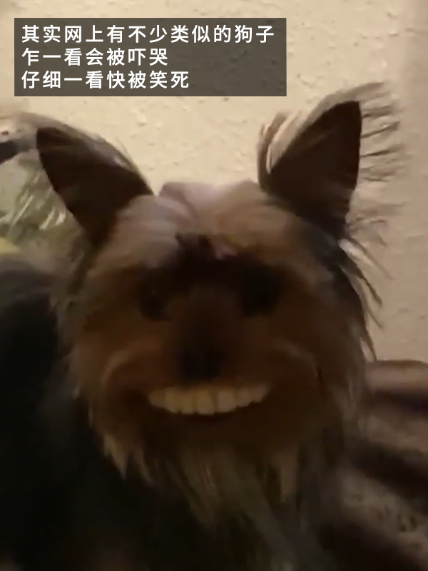 当狗子偷偷戴上主人的假牙，喜剧感充满屏幕！ 狗子戴上主人的假牙 第7张