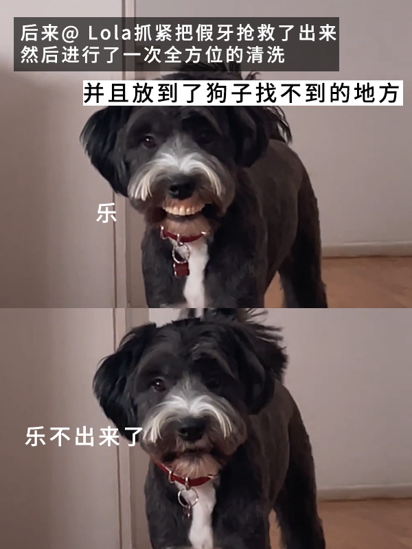 当狗子偷偷戴上主人的假牙，喜剧感充满屏幕！ 狗子戴上主人的假牙 第6张
